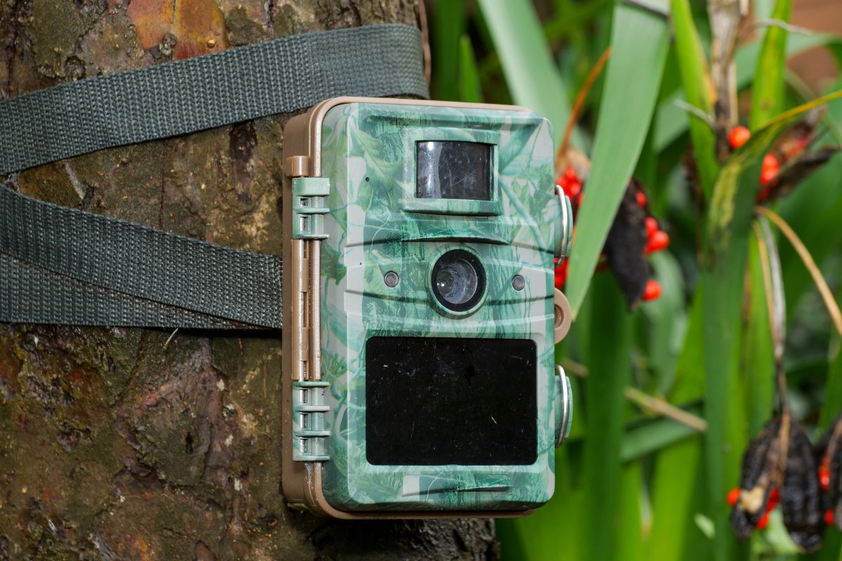 How Does A Trail Cam Work?